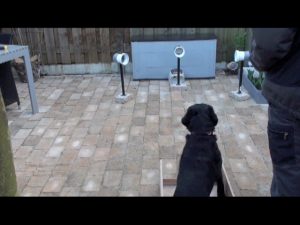 This photo shows the beginning training steps to teach a dog a KGS - Keep on Going Signal